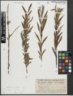 Foto von Salix purpurea L. x Salix viminalis L.